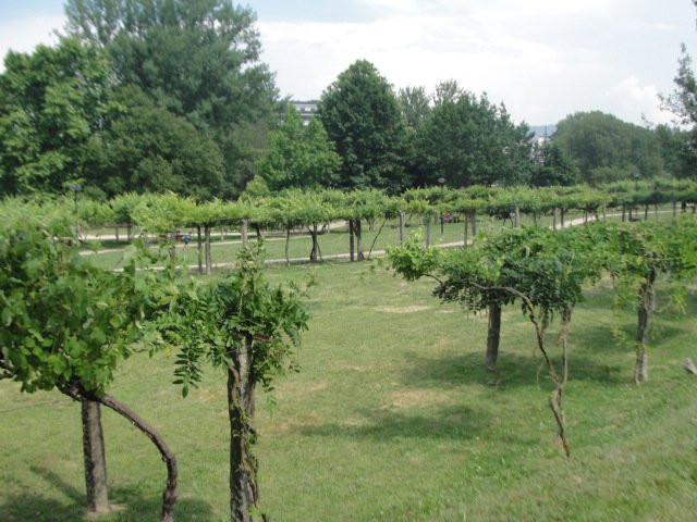 Parque da Cidade de Paredes景点图片