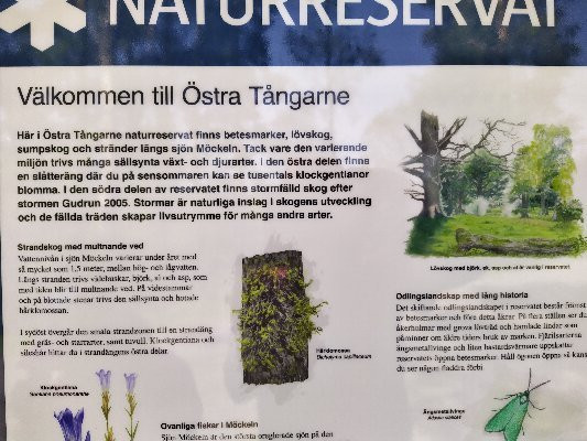 Ostra Tangarne Naturreservat景点图片