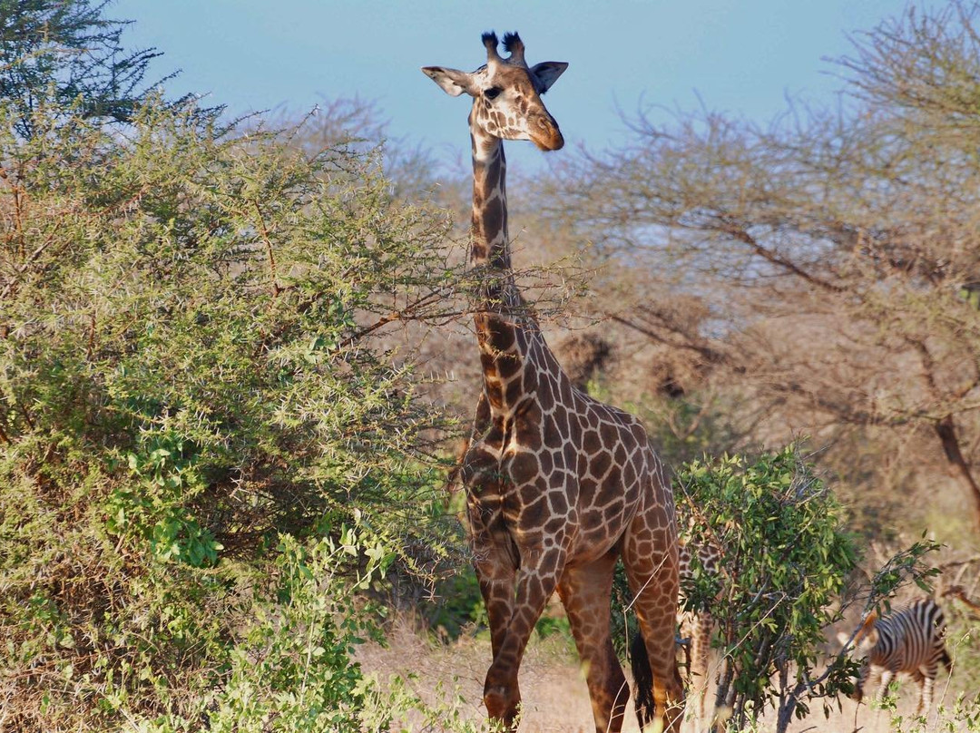 Kenya Tour Safari-瓦塔木必去景点