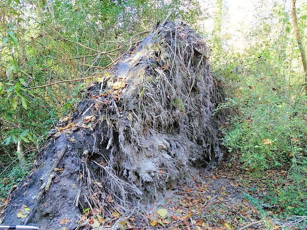 Chesapeake Arboretum景点图片