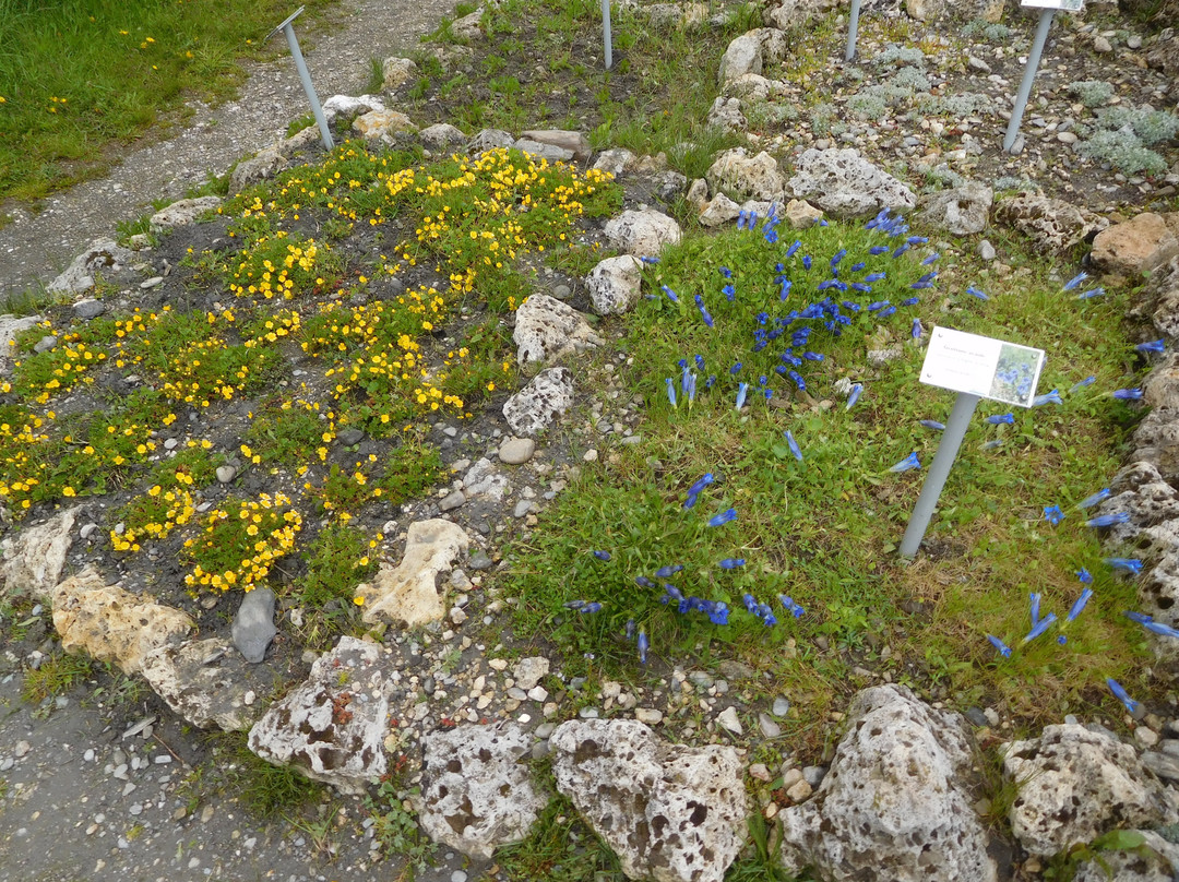 Jardin Alpin du Col du Mont Cenis景点图片