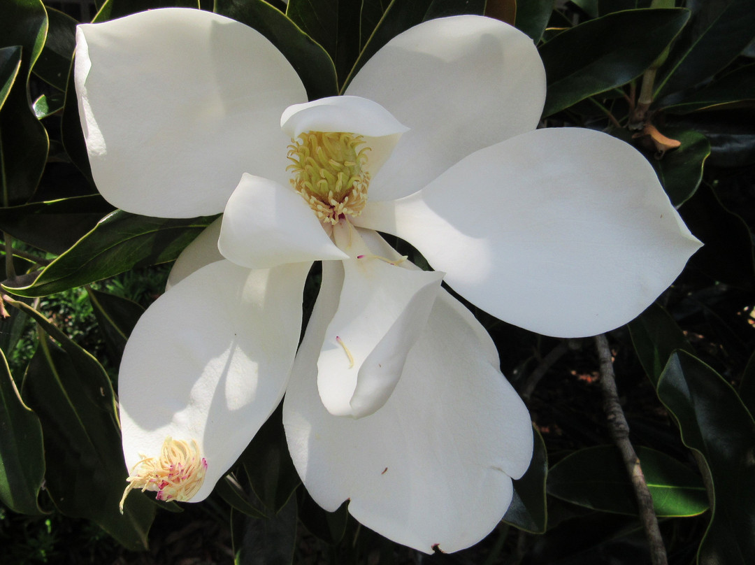 Lake Sumter Landing-群村必去景点