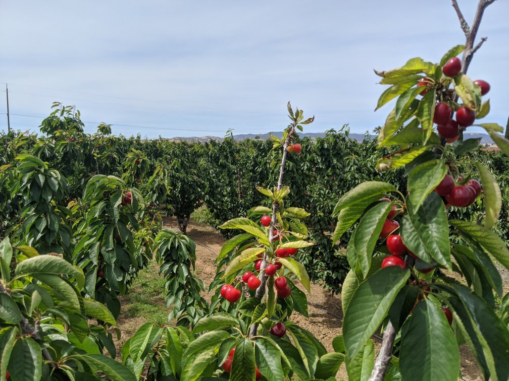 Mike's U-pick Cherries-Brentwood必去景点