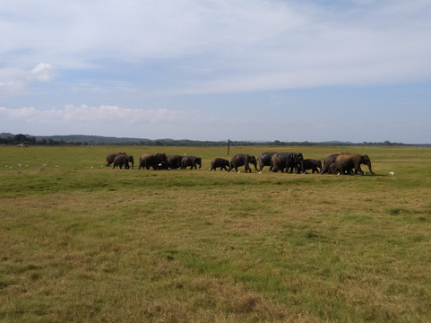 Insight Sri Lanka Eco Tourism - Dave de Silva-拉非尼亚山必去景点