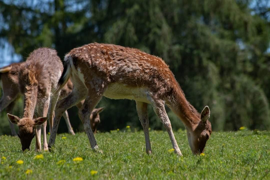 Wild- und Wanderpark景点图片