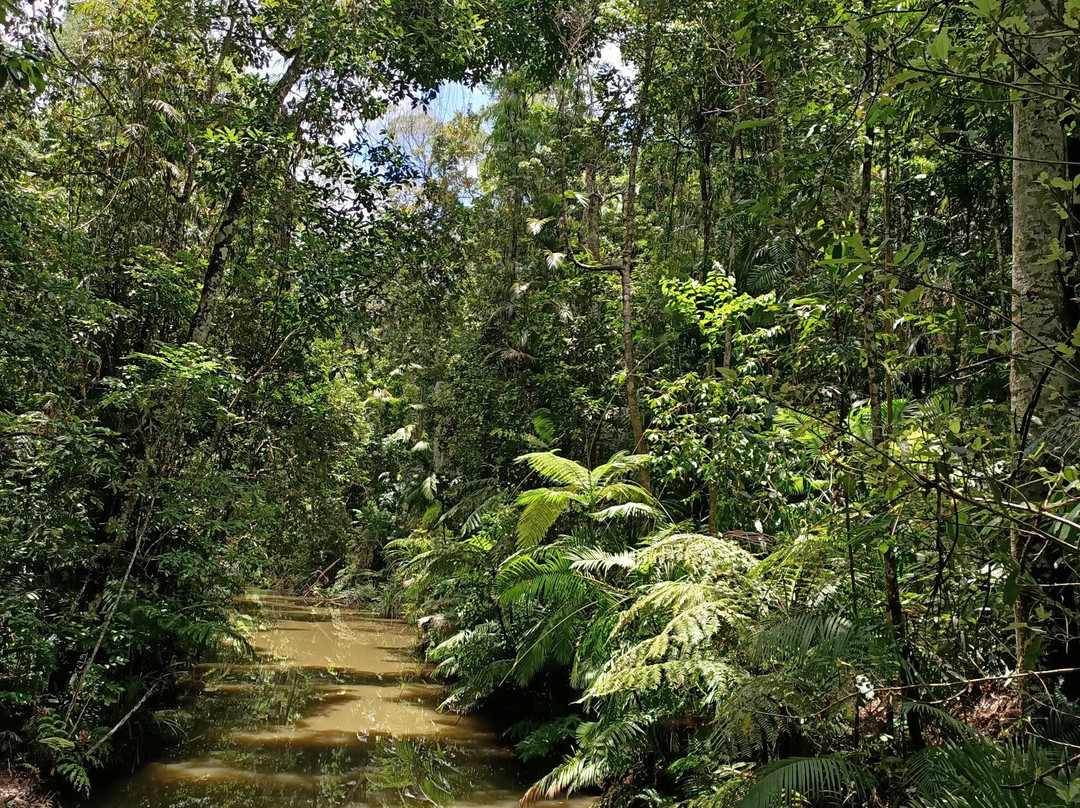 库兰达热带雨林自然公园-库兰达必去景点