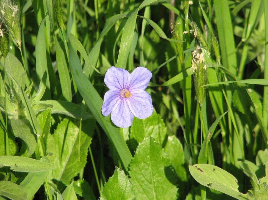 Gamla Farm-Ma'ale Gamla必去景点