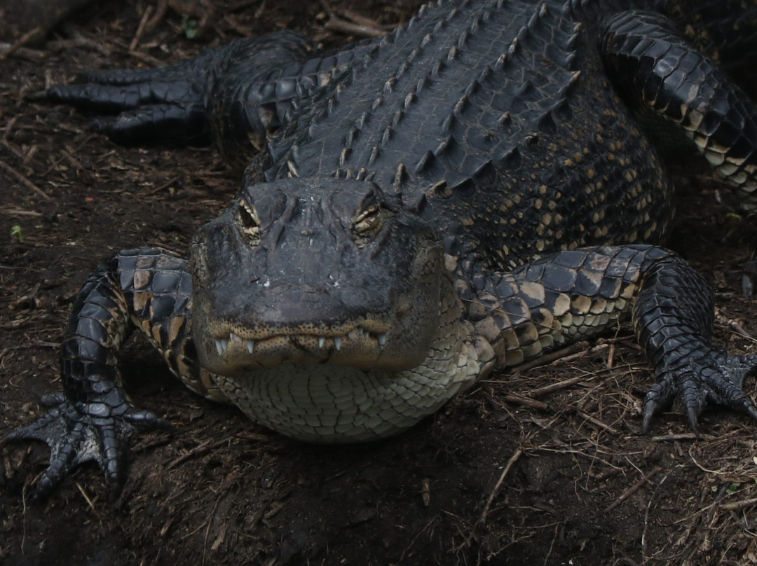 Dinner Island Ranch-克莱维斯顿必去景点