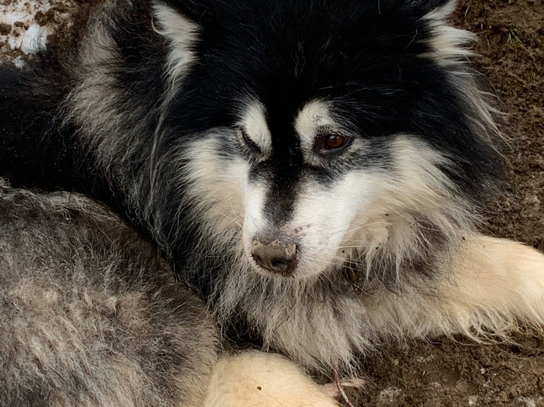 Husky-Hof Dreisessel-Neureichenau必去景点