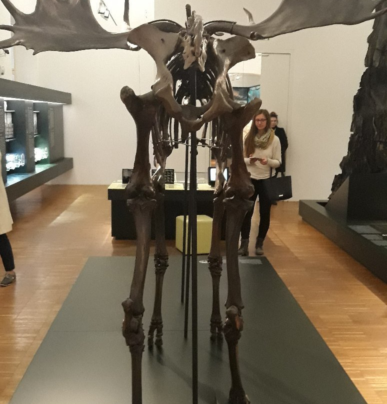 Natural History Museum-格拉茨城必去景点