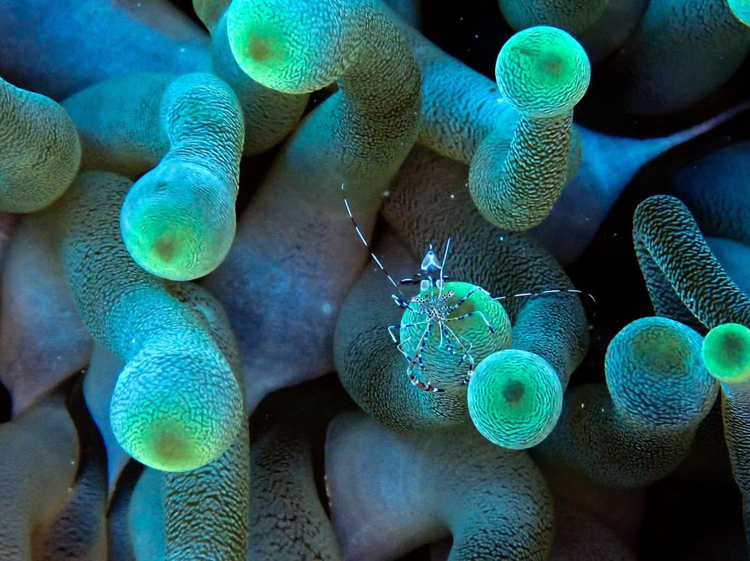La Dive Bouteille - Plongees des Saintes-Terre-de-Haut必去景点