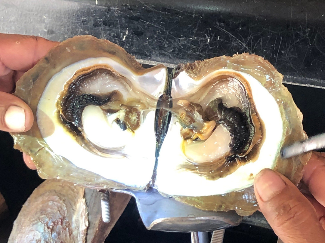 Autore Pearl Farm Tours and Showroom-Pemenang必去景点