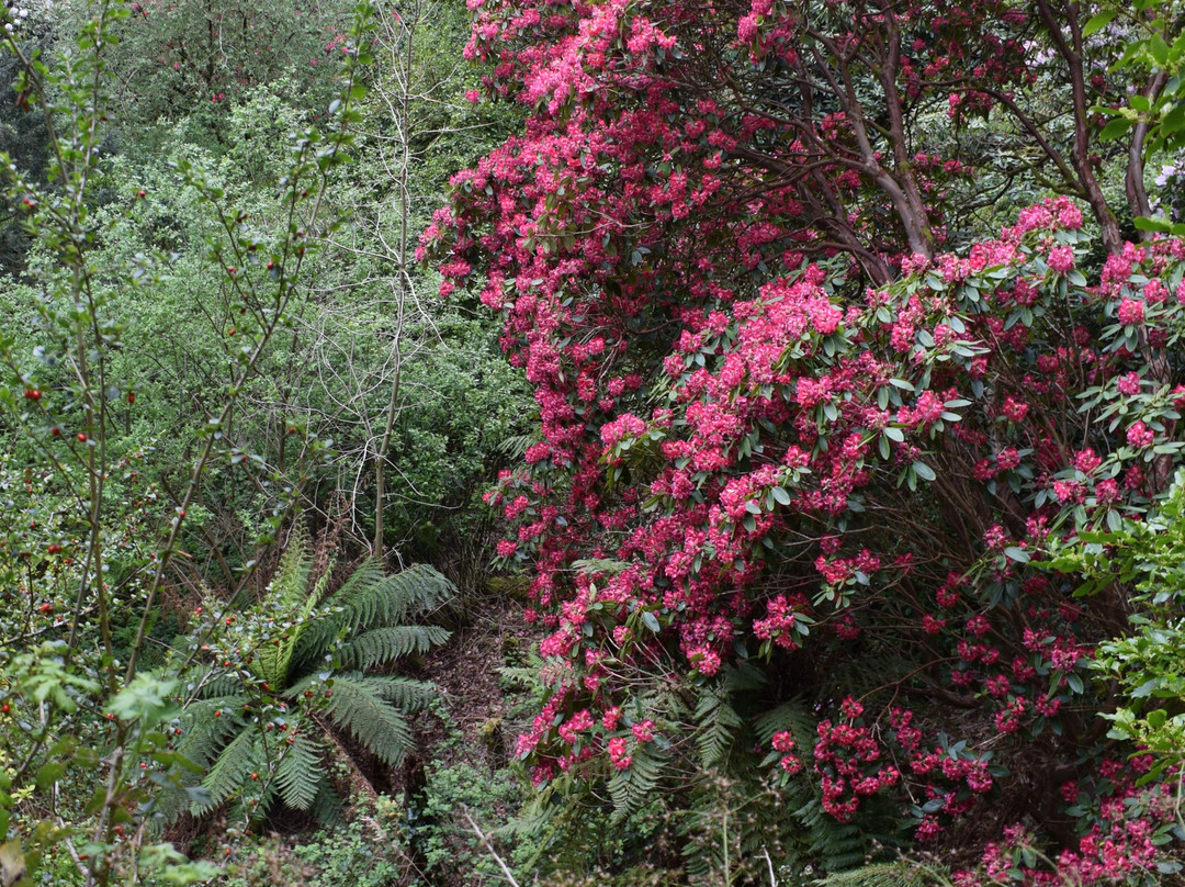 Plas Tan y Bwlch Gardens景点图片