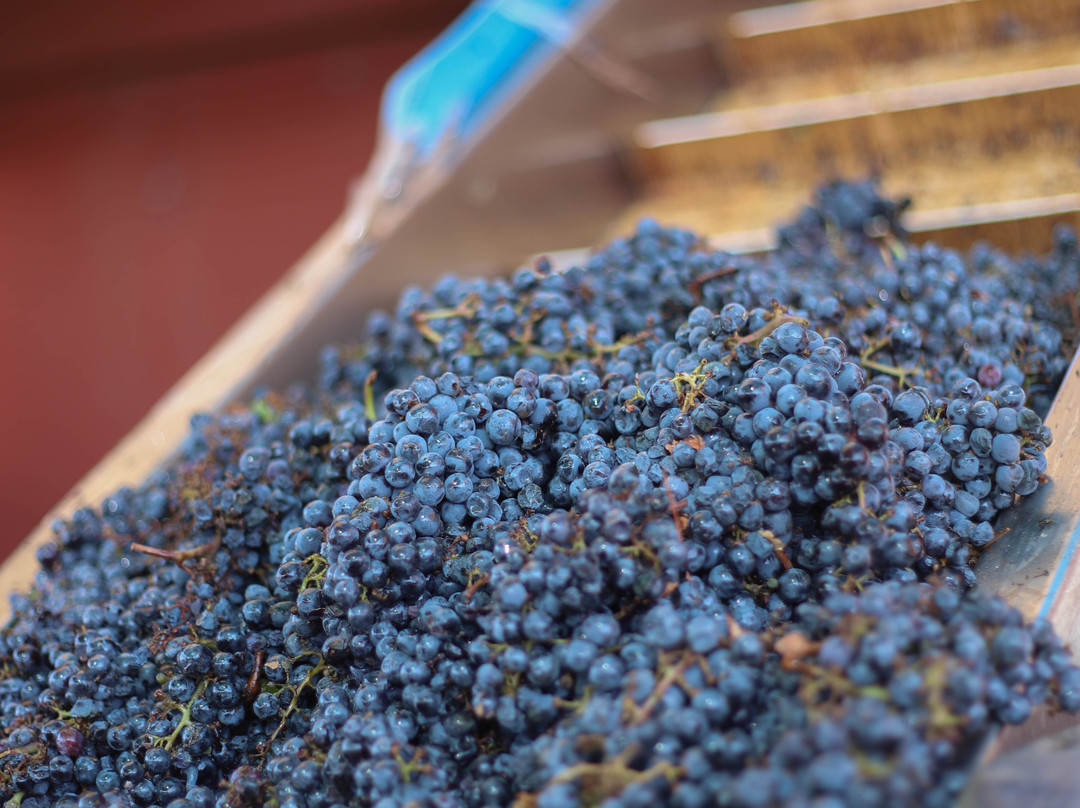 Ramat Negev Winery-Kadesh Barnea必去景点