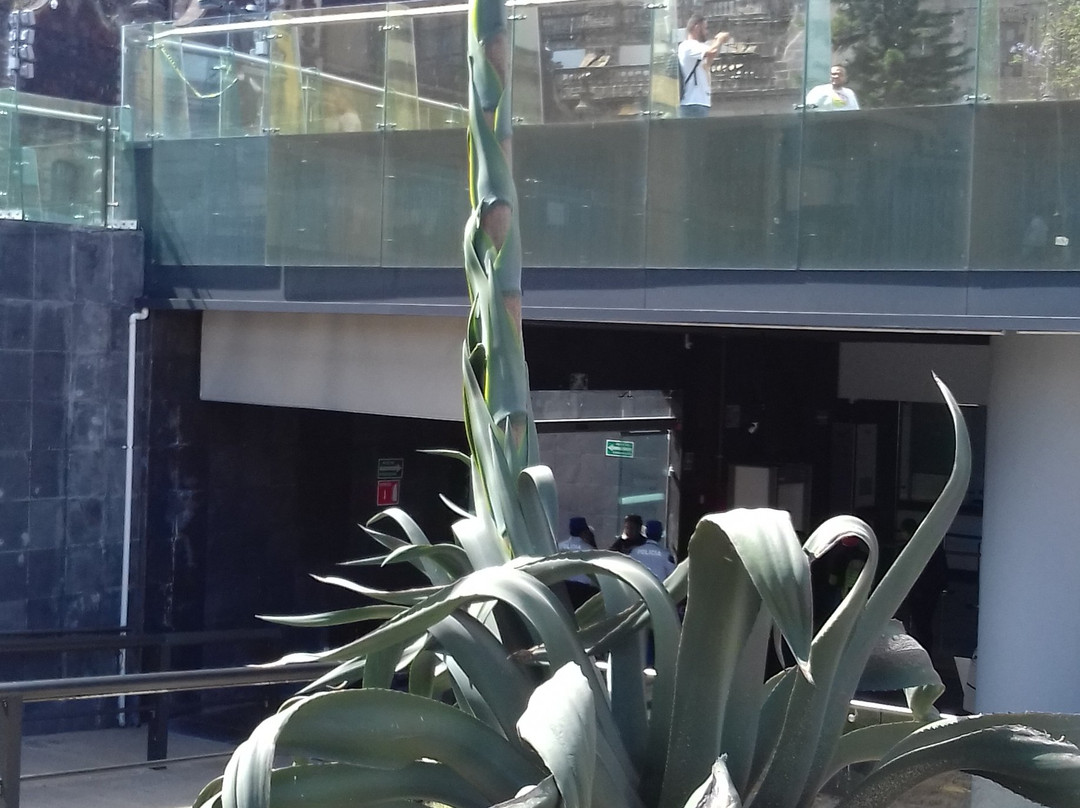 大神庙博物馆-墨西哥城必去景点