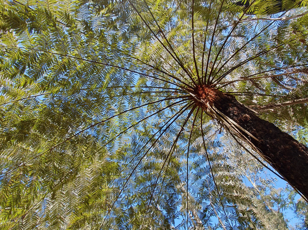 Tree Fern Gully Trail景点图片