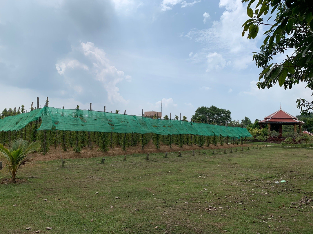 思蒂辣椒园-白马必去景点