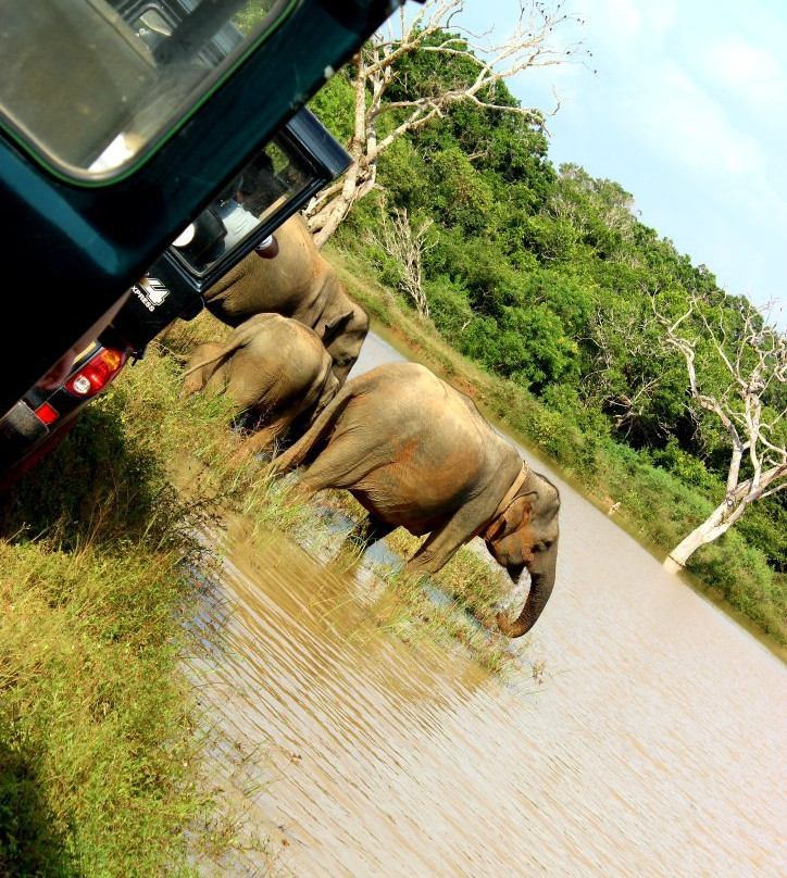 Santha Yala Safari景点图片