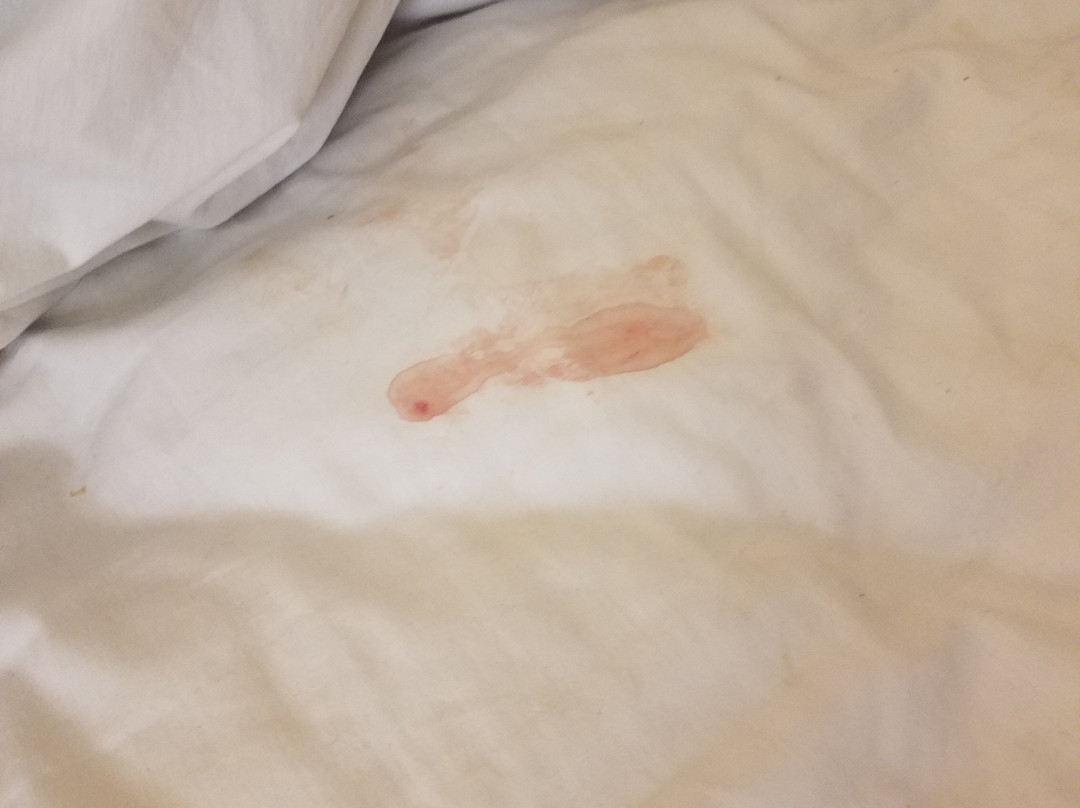 Super 8 by Wyndham Kingsport主图