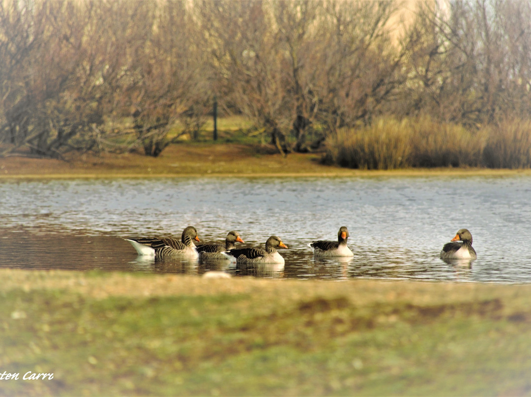 Reserva Natural de las Lagunas de Villafafila景点图片