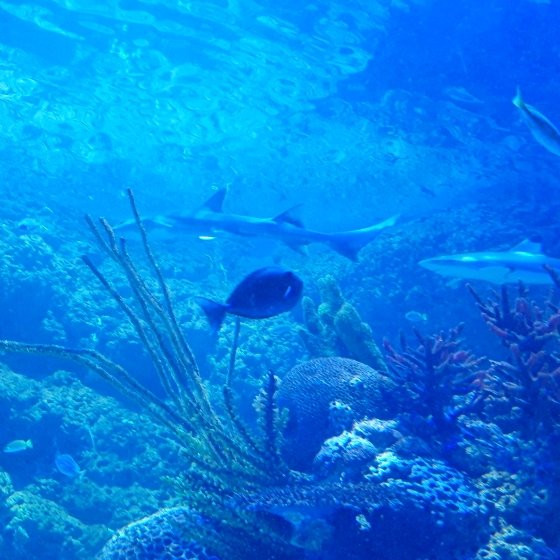 Golden Hall Mall-Chalandri必去景点