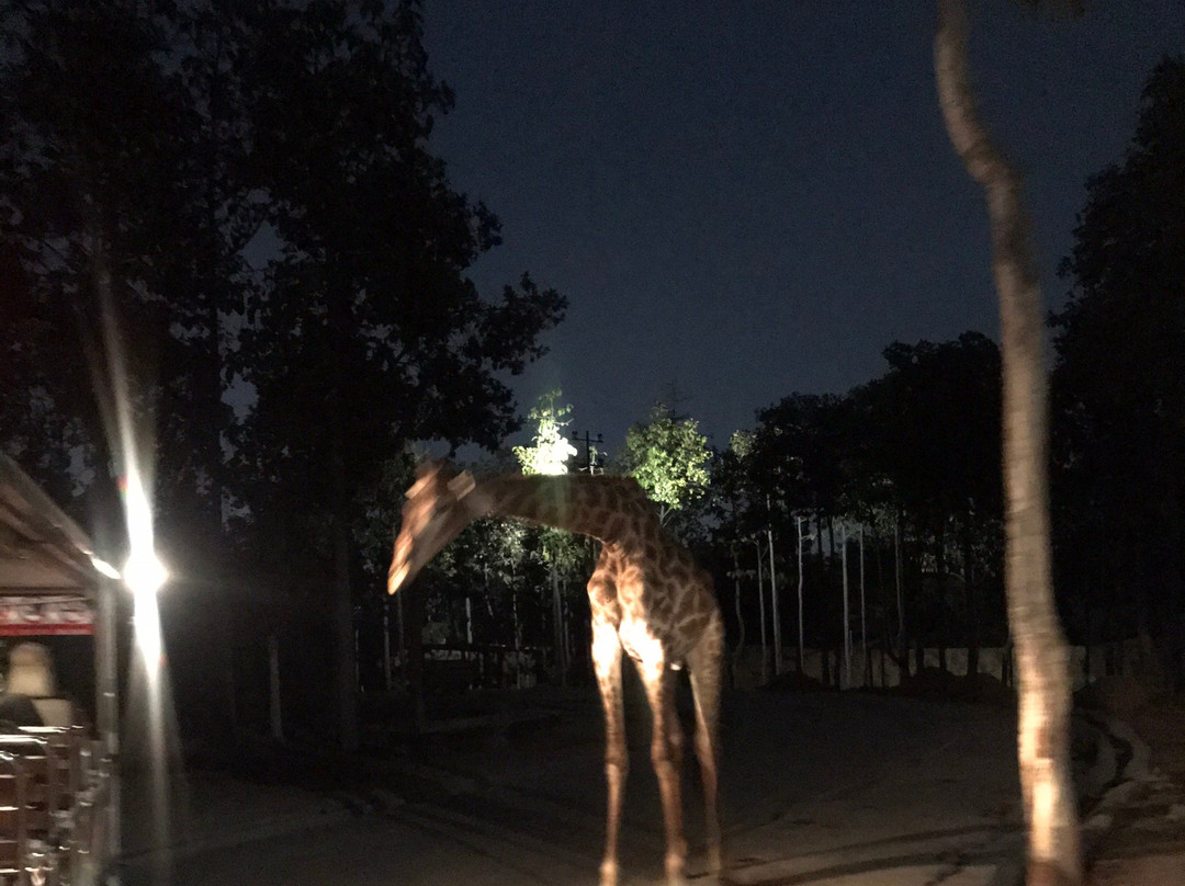 清迈夜间动物园景点图片