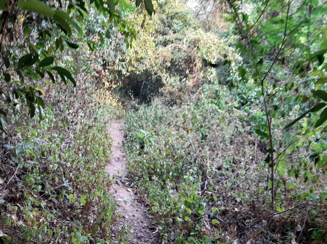 BeTreed Adventures景点图片