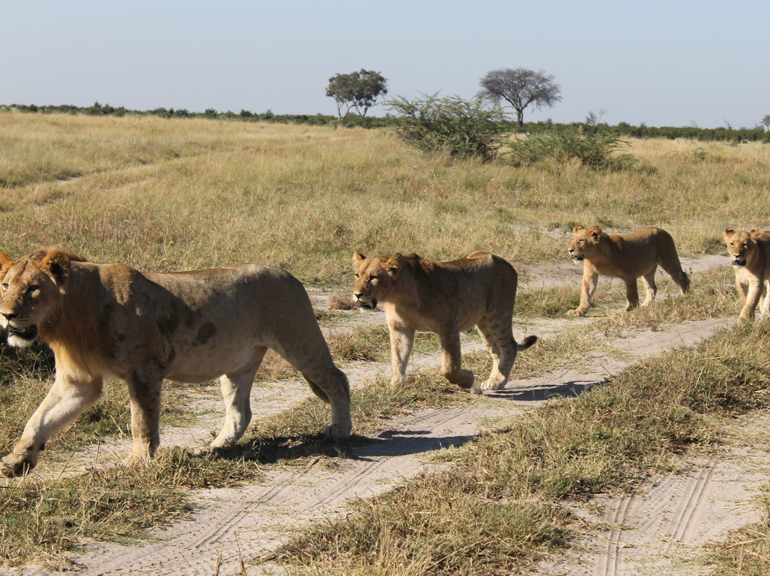 Savute Reserve-Chobe National Park必去景点
