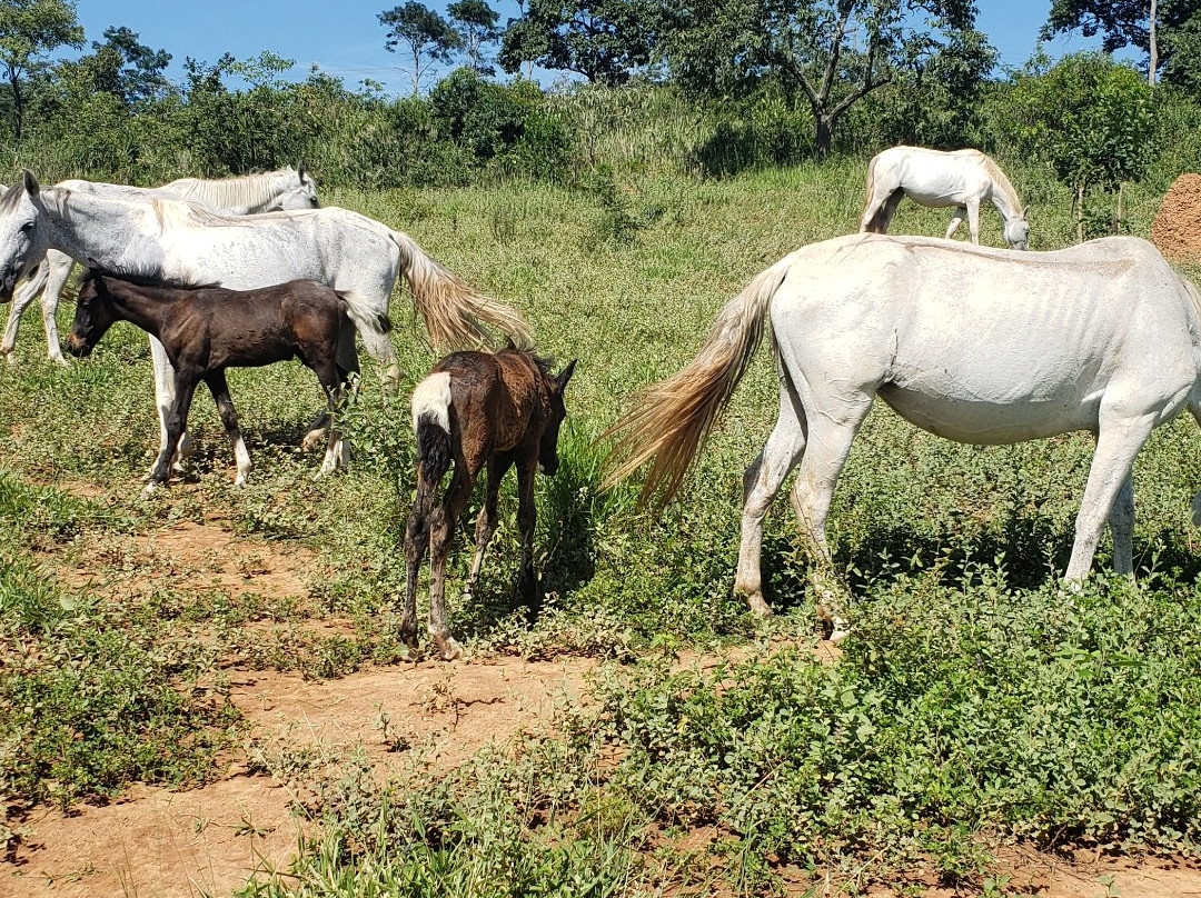 Haras Mafra & Mills-德尔雷伊必去景点