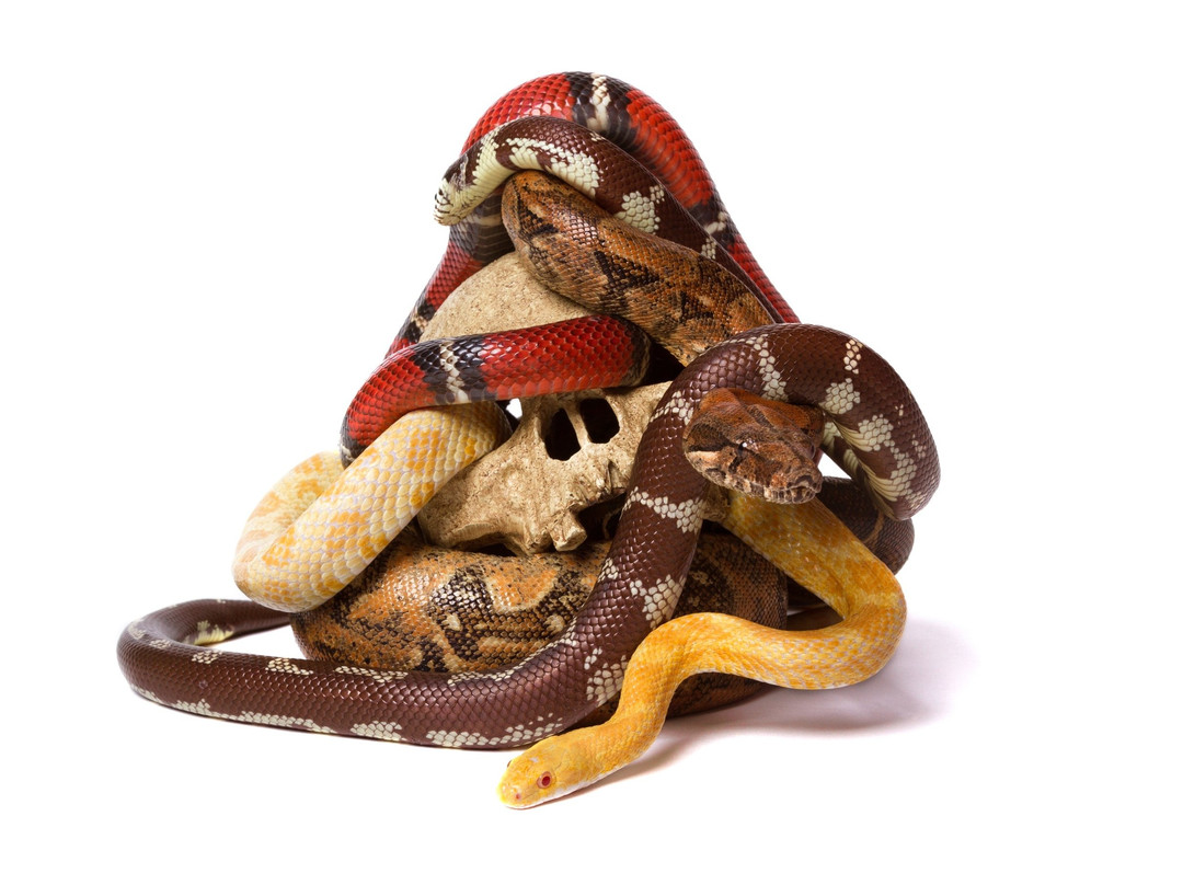 Lesnaya Bratva-Nizhny Tagil必去景点