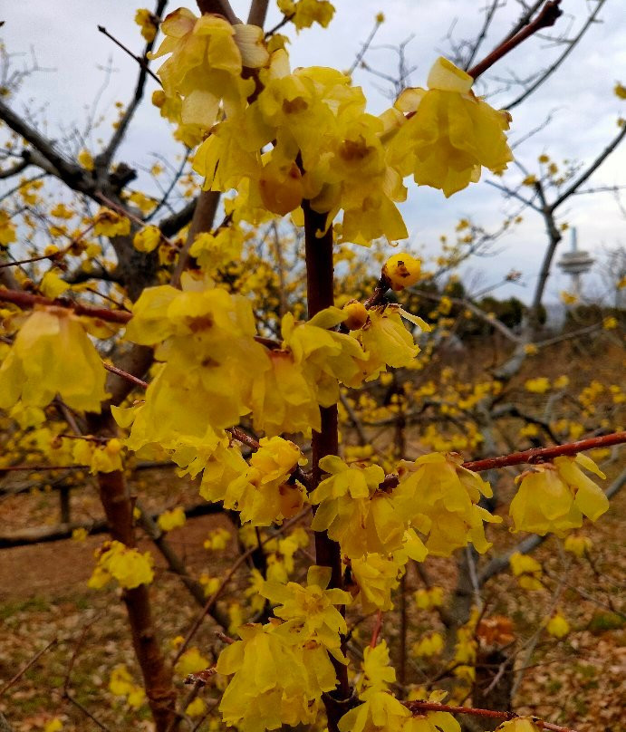 Robai Park-所泽市必去景点