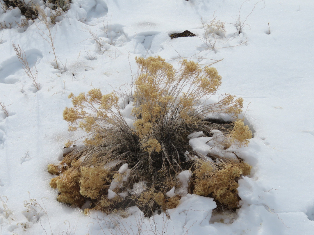Rio Grande Gorge-陶斯县必去景点