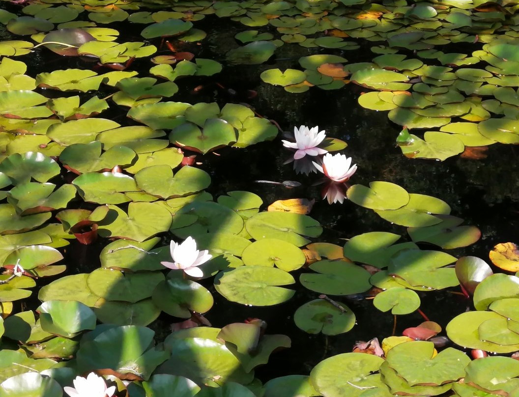 Laguna de los Lotos景点图片