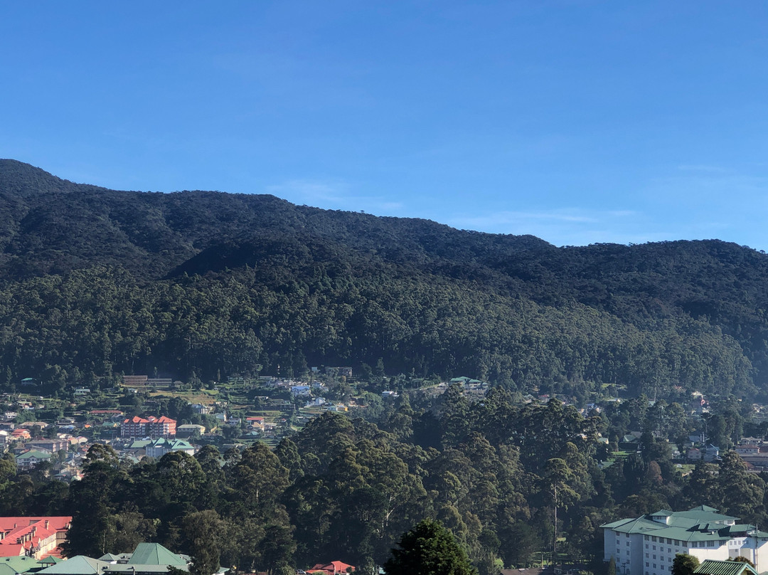 Oak Ray Summer Hill Breeze主图