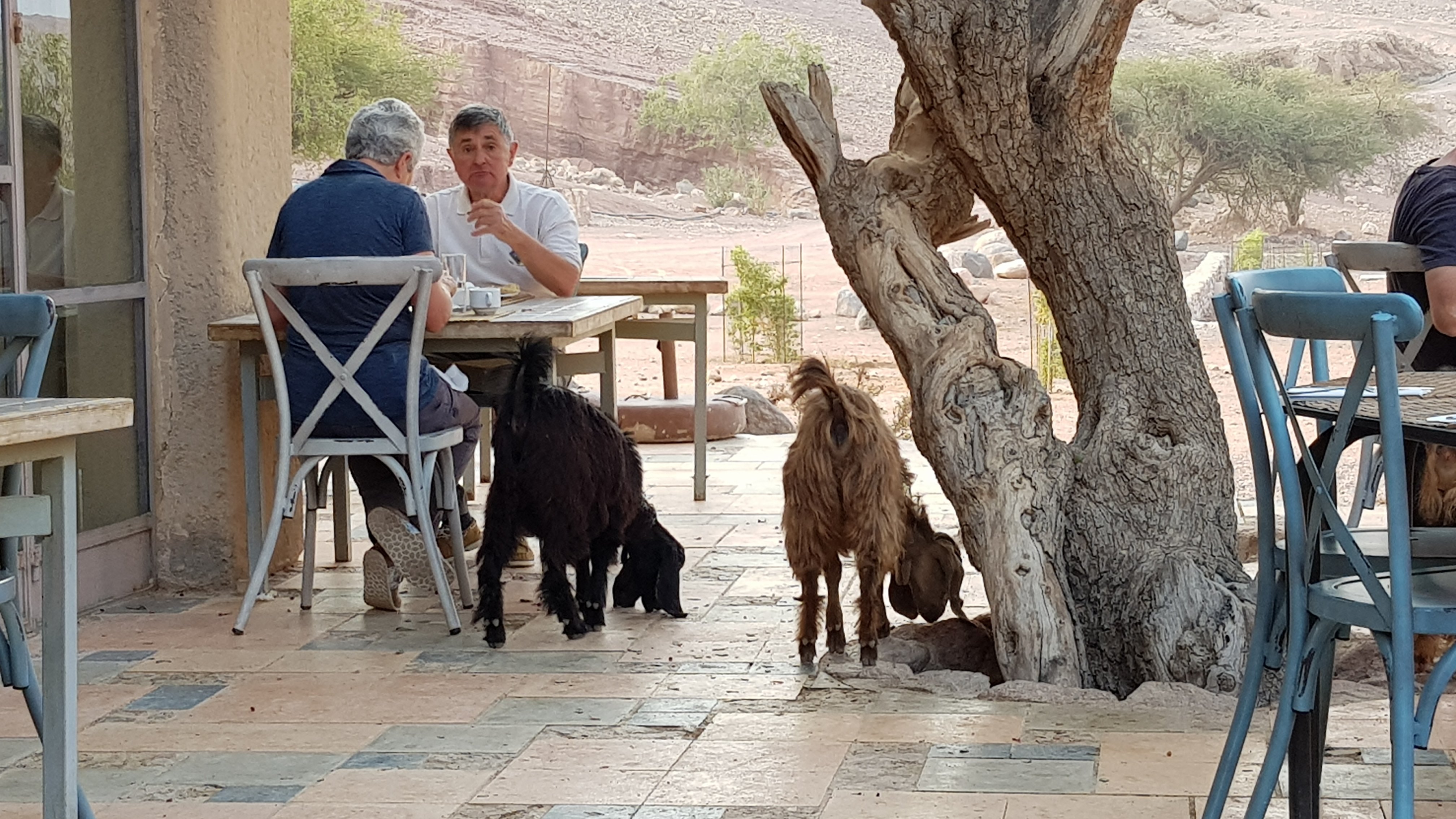 Feynan Ecolodge-餐饮