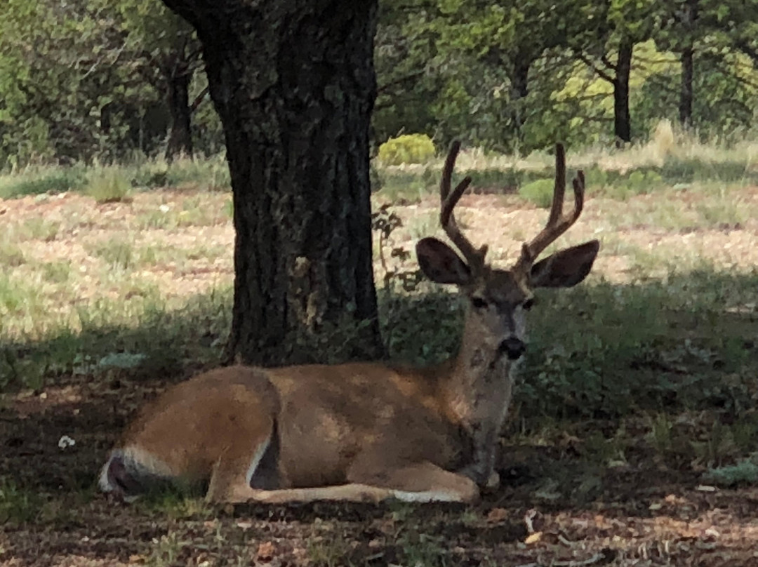 NRA Whittington Center-拉顿必去景点