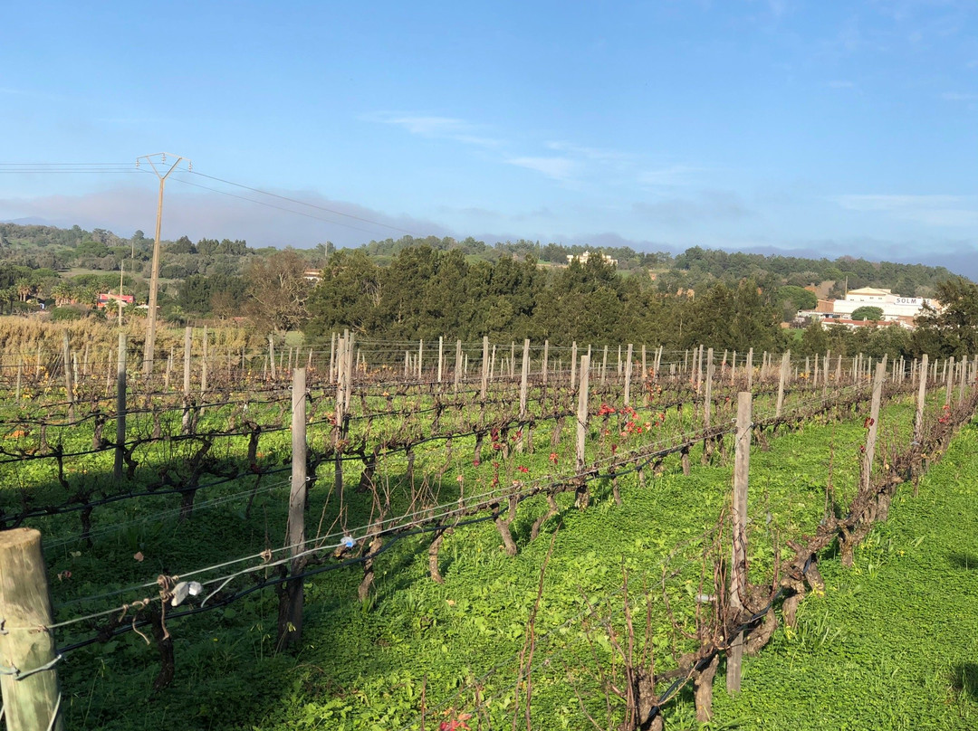 Monte da Casteleja - Bio Wine Farm景点图片