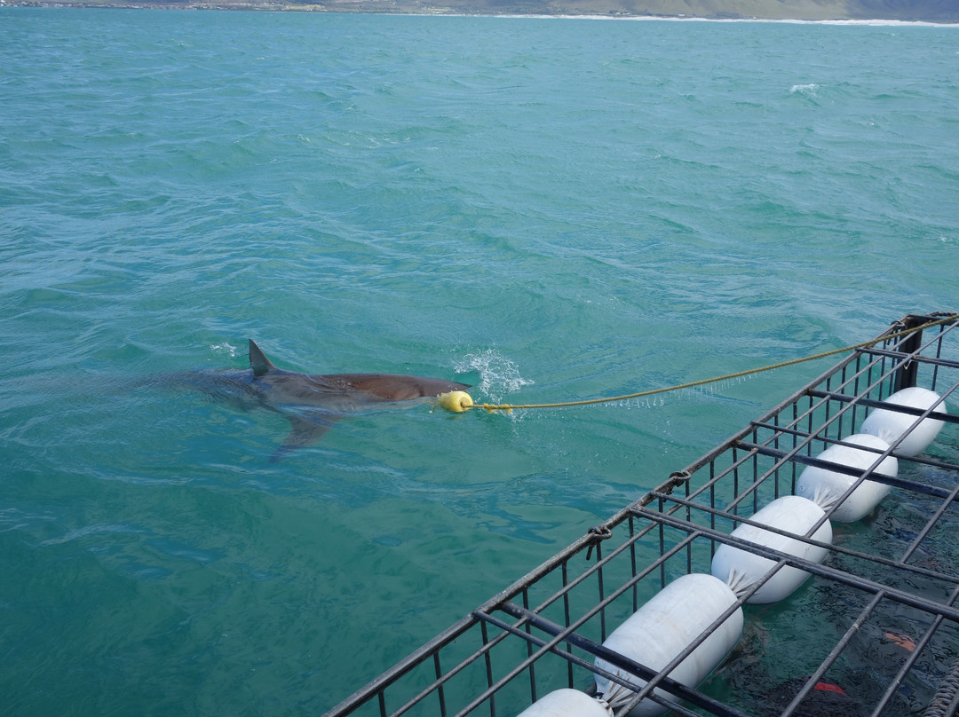 Great White Shark Tours-干斯拜必去景点
