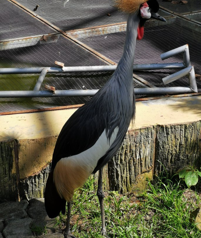 Labuan Bird Park-纳闽必去景点