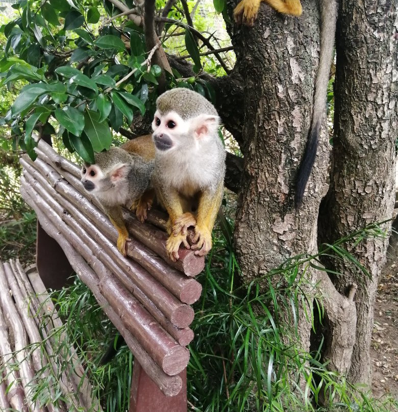 Monkey Town Primate Centre-西索美塞必去景点