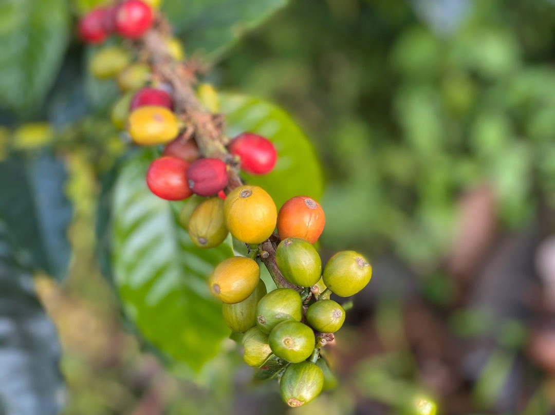 Tour Del Café - Finca Del Café-Santa Rosa de Cabal必去景点