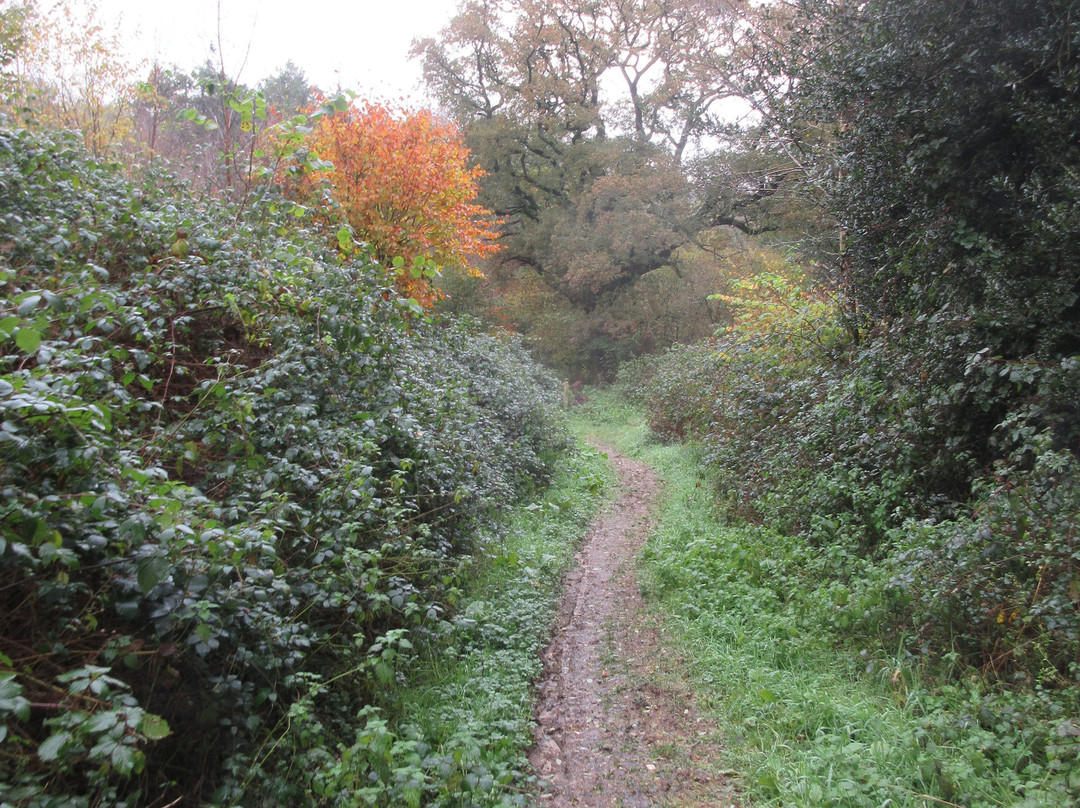 Holyford Woods Local Nature Reserve-Colyford必去景点