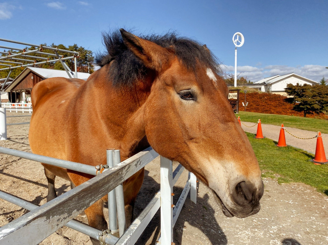 Towada Equestrian Park Komakko Land-十和田市必去景点