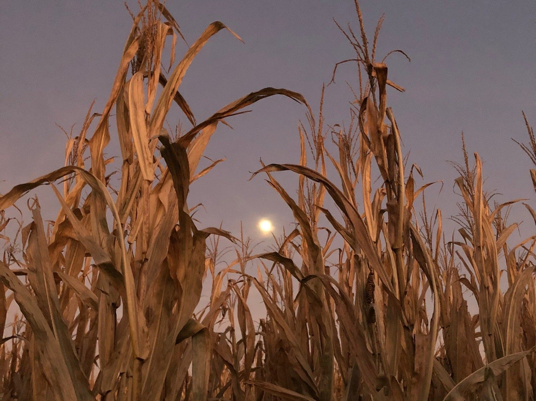 Uncle Shucks Corn Maze and Pumpkin Patch-道森维尔必去景点