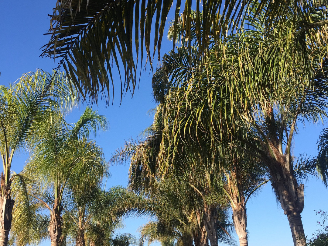 Hotel Jardines Baja主图