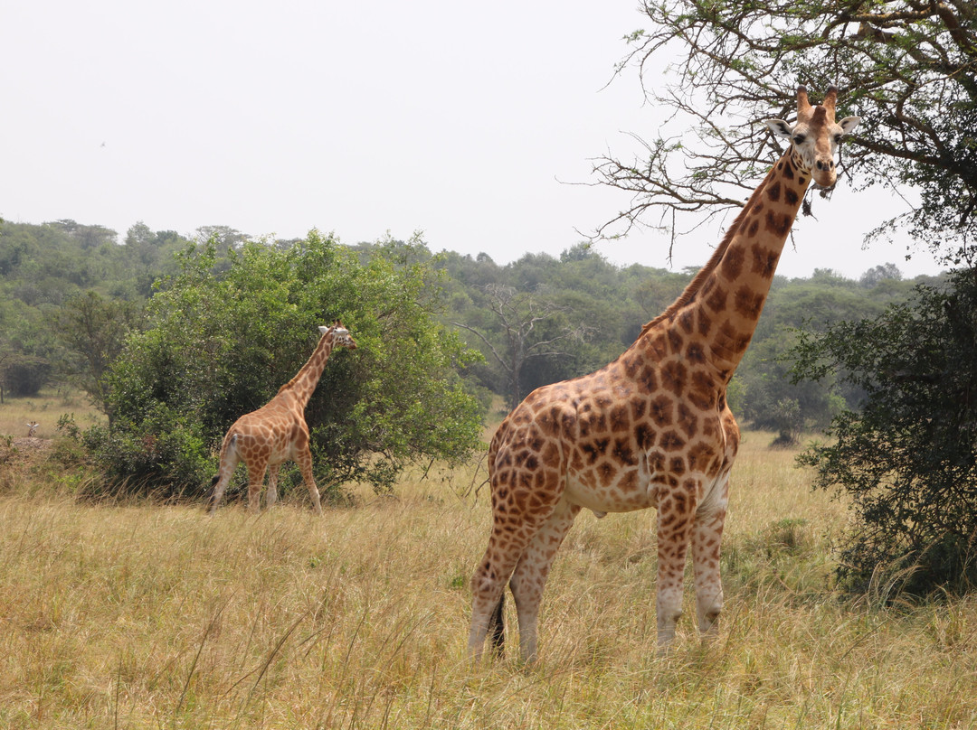 Mambo Gorilla Safari Uganda-吉佳利必去景点