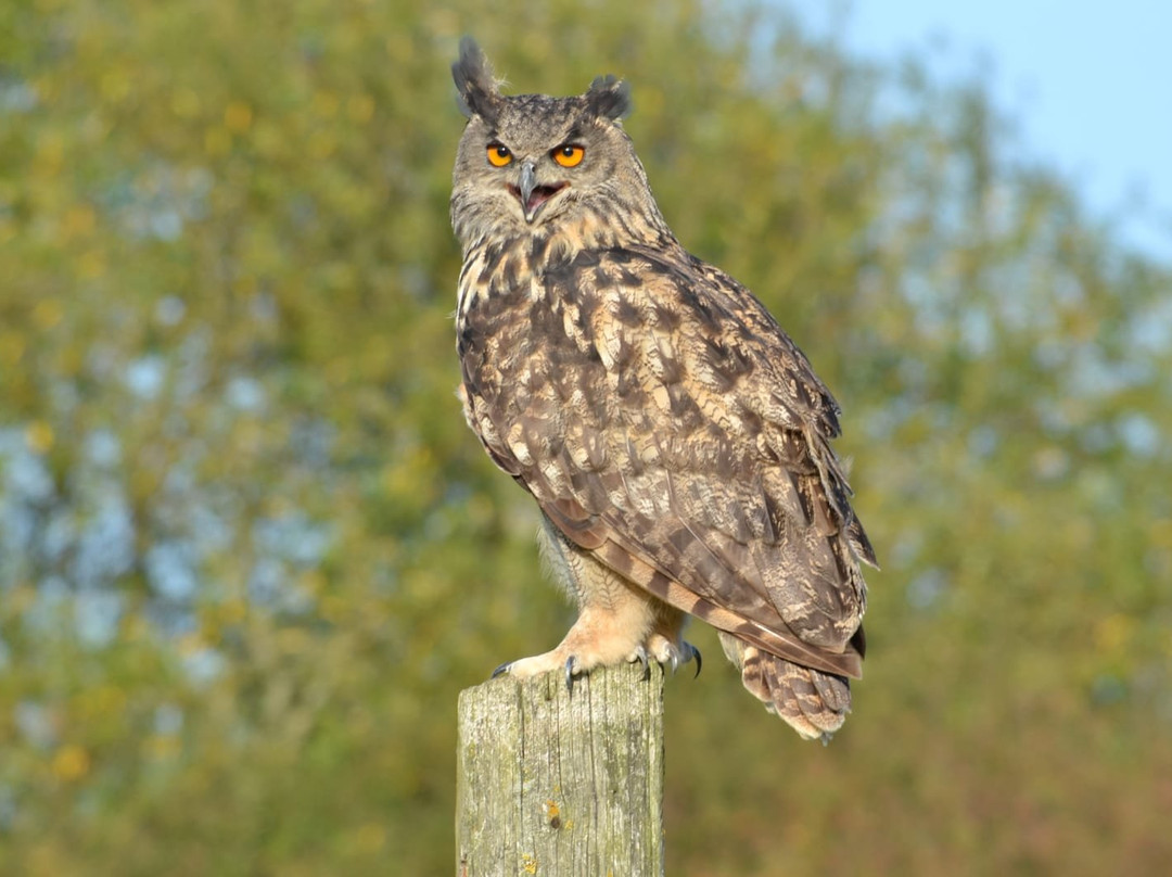 The Barn Owl Centre景点图片