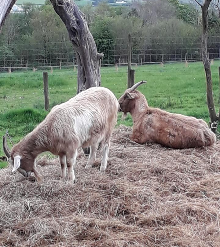 Lurgybrack Open Farm-County Donegal必去景点