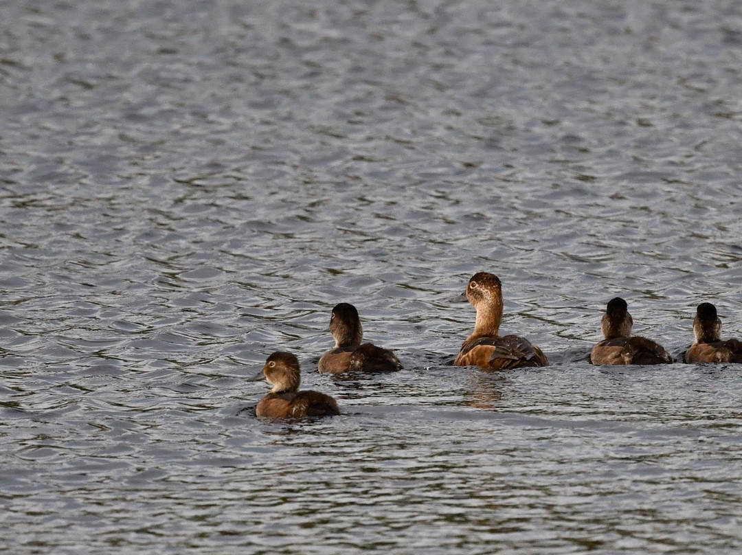 木野牛国家公园-Northwest Territories必去景点