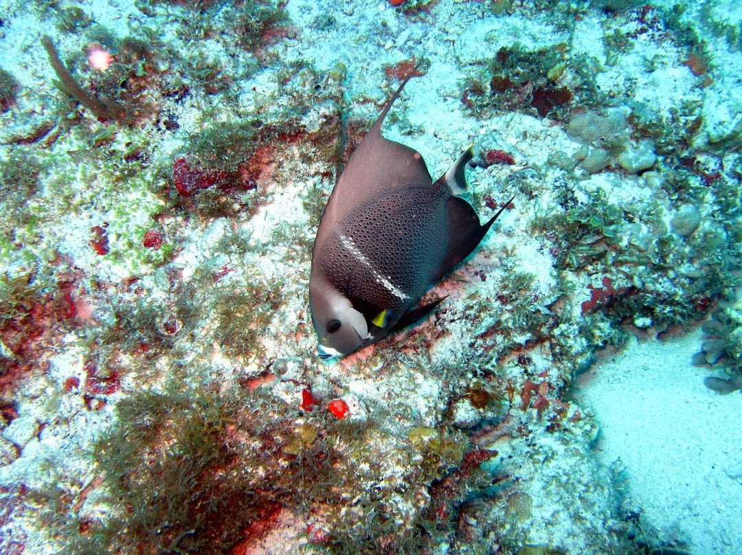 Bubble Shop-格兰德凯斯必去景点